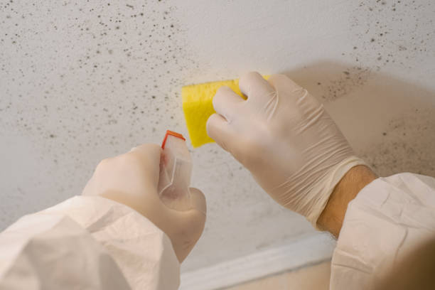 Best Mold Damage Restoration  in Waverly, VA