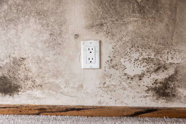 Best HVAC Mold Inspection and Cleaning  in Waverly, VA